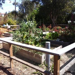 Miramar College Garden 1